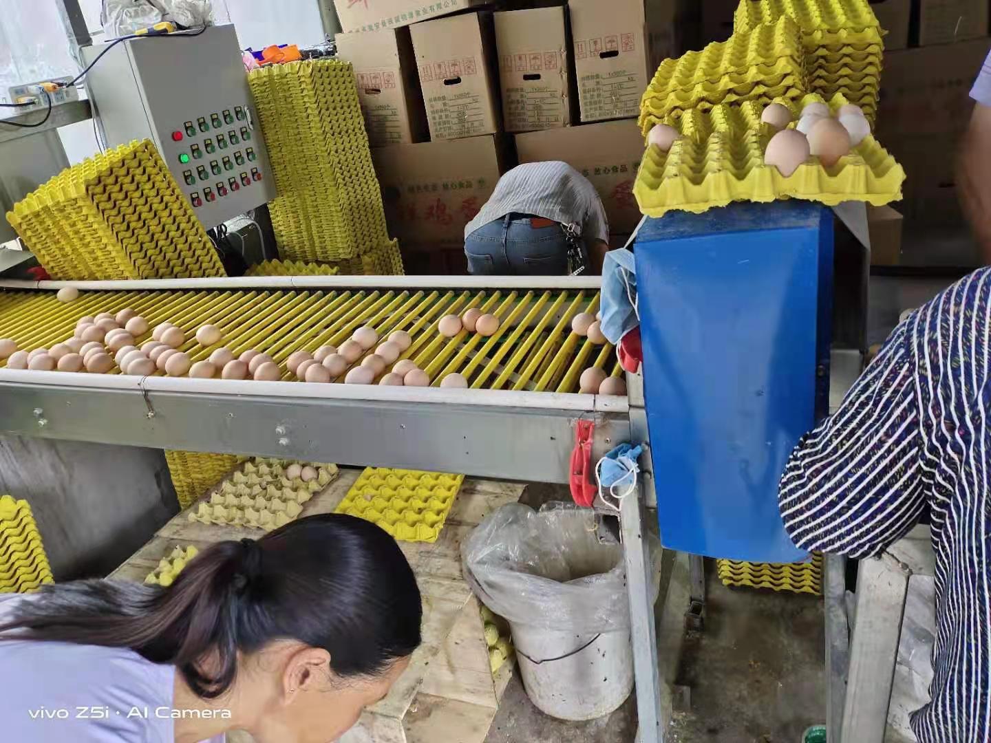 籠養(yǎng)雞需要什么環(huán)境條件？